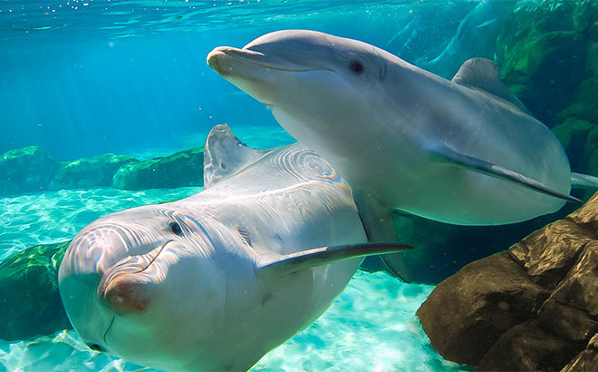 Things To Do Sea World