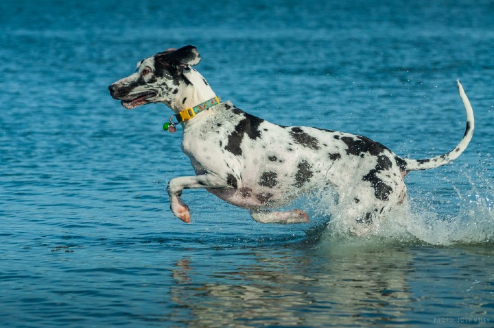 Things To Do Dog Beach