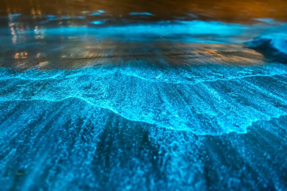 Bioluminescence in San Diego When & Where to See It San Diego